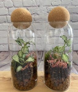 Corkball Terrarium