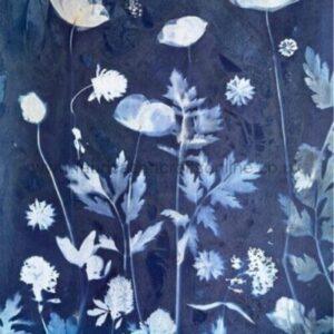 ELM Cyanotype card