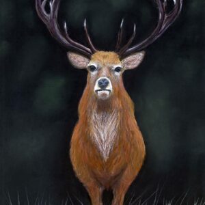 Stag Print A3 Mounted and Framed