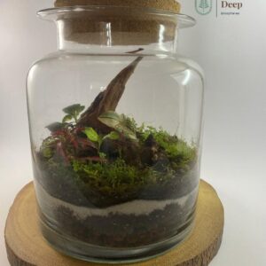 Large Terrarium