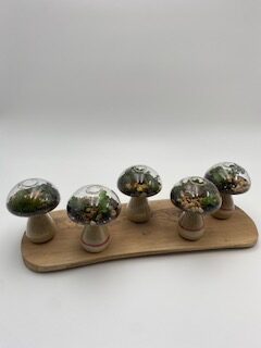 Mushroom Terrarium