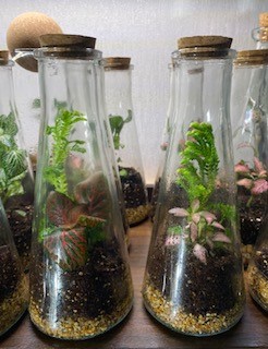 Conical Flask Terrarium