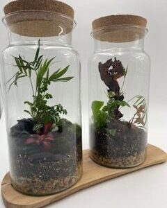 Atypical Terrarium