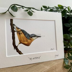 The Nuthatch