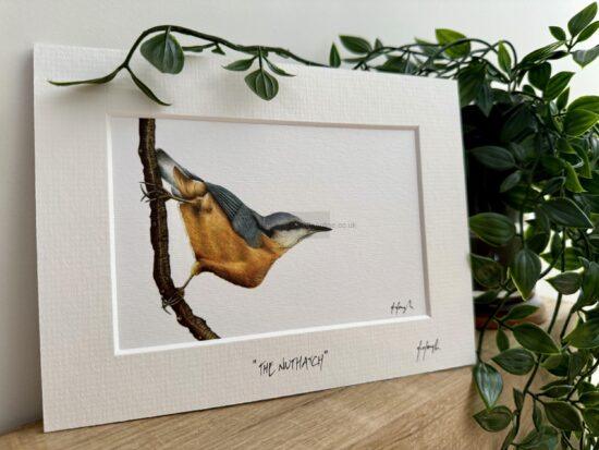 The Nuthatch print in a paper frame