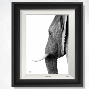 Timeless Majesty African Elephant