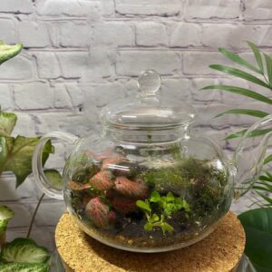 Teapot Terrarium