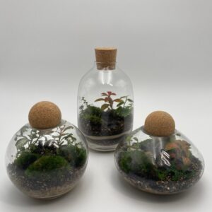 Atypical Terrarium