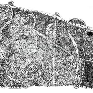 ‘Aerial’ hand signed A4 print , 2021 age 7