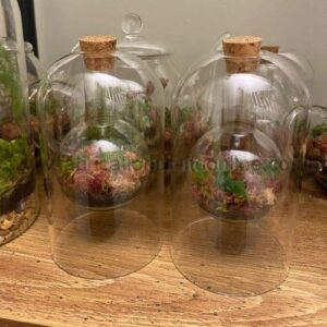Belle Terrarium