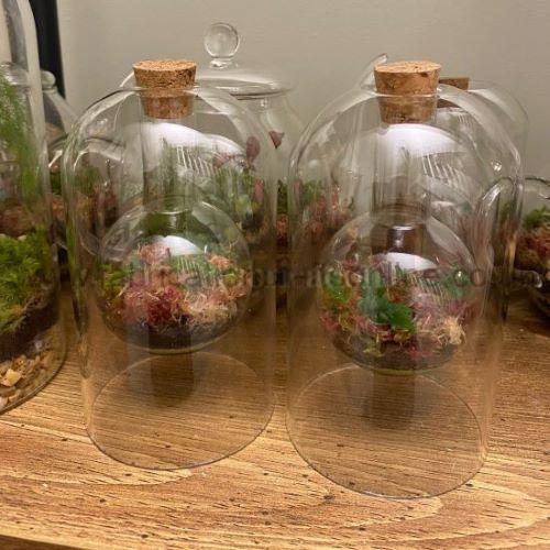 belle belle terrarium
this product is click and collect only not for shipping
photo is for a general idea please visit shop to see the actual piece
creative <strong>terrarium</strong> bringing the beauty of the forest to your urban space
this miniature ecosystem is mostly self sustaining you can enjoy this bottled garden for years to come
<ul>
<li>place it in a bright room away from direct sun and heat sources</li>
<li>keep an eye on watering specially in summer months misting only if the soil is dry and there is no condensation on the walls this might be once in weeks or less</li>
<li>remove dead or rotting leaves</li>
<li>keep the glass clean</li>
</ul>
why terrariums
<ul>
<li>extremely easy to care for</li>
<li>not very fussy with lighting conditions</li>
<li>take very little space</li>
<li>very hard to kill unlike other houseplants </li>
<li>they dont die when you go on holiday</li>
<li>why they look absolutely gorgeous </li>
</ul>
they make the perfect gift for any occasion whether its a birthday anniversary or just to show your love
go on and make someones day with a very special and unique gift
or why not just treat yourself