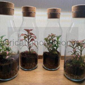 Bottle Green Terrarium
