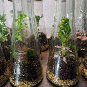 Conical Flask Terrarium