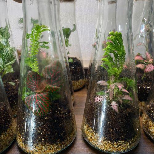 conical conical flask terrarium
this product is click and collect only not for shipping
why terrariums
<ul>
<li>extremely easy to care for</li>
<li>not very fussy with lighting conditions</li>
<li>take very little space</li>
<li>very hard to kill unlike other houseplants </li>
<li>they dont die when you go on holiday</li>
<li>why they look absolutely gorgeous </li>
</ul>
they make the perfect gift for any occasion whether its a birthday anniversary or just to show your love
go on and make someones day with a very special and unique gift
or why not just treat yourself
photo is for a general idea please visit shop to see the actual piece
creative <strong>terrarium</strong> bringing the beauty of the forest to your urban space
this miniature ecosystem is mostly self sustaining you can enjoy this bottled garden for years to come
<ul>
<li>place it in a bright room away from direct sun and heat sources</li>
<li>keep an eye on watering specially in summer months misting only if the soil is dry and there is no condensation on the walls this might be once in weeks or less</li>
<li>remove dead or rotting leaves</li>
<li>keep the glass clean</li>
</ul>
why terrariums
<ul>
<li>extremely easy to care for</li>
<li>not very fussy with lighting conditions</li>
<li>take very little space</li>
<li>very hard to kill unlike other houseplants </li>
<li>they dont die when you go on holiday</li>
<li>why they look absolutely gorgeous </li>
</ul>
they make the perfect gift for any occasion whether its a birthday anniversary or just to show your love
go on and make someones day with a very special and unique gift
or why not just treat yourself