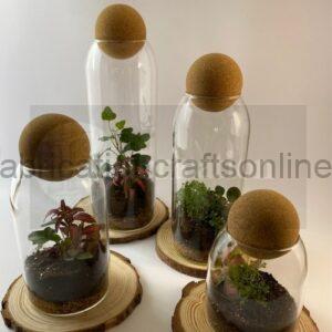 Corkball Terrarium