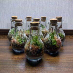 Moss Pots
