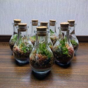 Moss Pots