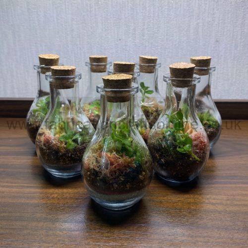 moss pots
this product is click and collect only not for shipping
photo is for a general idea please visit shop to see the actual piece
creative <strong>terrarium</strong> bringing the beauty of the forest to your urban space
this miniature ecosystem is mostly self sustaining you can enjoy this bottled garden for years to come
<ul>
<li>place it in a bright room away from direct sun and heat sources</li>
<li>keep an eye on watering specially in summer months misting only if the soil is dry and there is no condensation on the walls this might be once in weeks or less</li>
<li>remove dead or rotting leaves</li>
<li>keep the glass clean</li>
<li>why terrariums
<ul>
<li>extremely easy to care for</li>
<li>not very fussy with lighting conditions</li>
<li>take very little space</li>
<li>very hard to kill unlike other houseplants </li>
<li>they dont die when you go on holiday</li>
<li>why they look absolutely gorgeous </li>
</ul>
they make the perfect gift for any occasion whether its a birthday anniversary or just to show your love
go on and make someones day with a very special and unique gift
or why not just treat yourself</li>
</ul>
