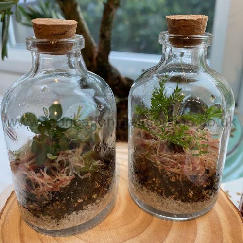 miniscule terrarium
this product is click and collect only not for shipping
photo is for a general idea please visit shop to see the actual piece
creative <strong>terrarium</strong> bringing the beauty of the forest to your urban space
this miniature ecosystem is mostly self sustaining you can enjoy this bottled garden for years to come
<ul>
<li>place it in a bright room away from direct sun and heat sources</li>
<li>keep an eye on watering specially in summer months misting only if the soil is dry and there is no condensation on the walls this might be once in weeks or less</li>
<li>remove dead or rotting leaves</li>
<li>keep the glass clean</li>
</ul>
why terrariums
<ul>
<li>extremely easy to care for</li>
<li>not very fussy with lighting conditions</li>
<li>take very little space</li>
<li>very hard to kill unlike other houseplants </li>
<li>they dont die when you go on holiday</li>
<li>why they look absolutely gorgeous </li>
</ul>
they make the perfect gift for any occasion whether its a birthday anniversary or just to show your love
go on and make someones day with a very special and unique gift
or why not just treat yourself