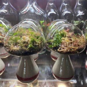 Mushroom Terrarium