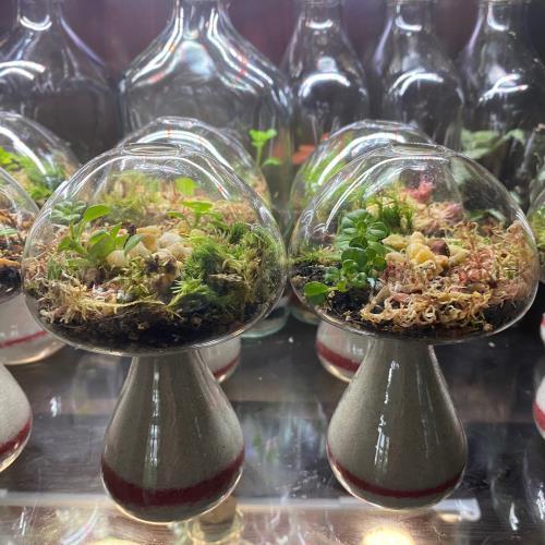 mushroom terrarium
this product is click and collect only not for shipping
photo is for a general idea please visit shop to see the actual piece
creative <strong>terrarium</strong> bringing the beauty of the forest to your urban space
this miniature ecosystem is mostly self sustaining you can enjoy this bottled garden for years to come
<ul>
<li>place it in a bright room away from direct sun and heat sources</li>
<li>keep an eye on watering specially in summer months misting only if the soil is dry and there is no condensation on the walls this might be once in weeks or less</li>
<li>remove dead or rotting leaves</li>
<li>keep the glass clean</li>
</ul>
why terrariums
<ul>
<li>extremely easy to care for</li>
<li>not very fussy with lighting conditions</li>
<li>take very little space</li>
<li>very hard to kill unlike other houseplants </li>
<li>they dont die when you go on holiday</li>
<li>why they look absolutely gorgeous </li>
</ul>
they make the perfect gift for any occasion whether its a birthday anniversary or just to show your love
go on and make someones day with a very special and unique gift
or why not just treat yourself