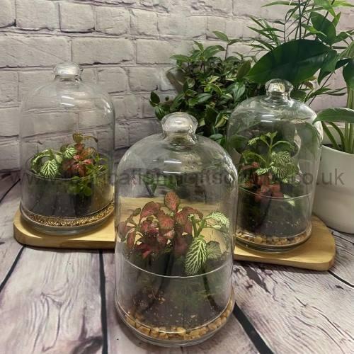 carafe green terrarium
this product is click and collect only not for shipping
creative <strong>terrarium</strong> bringing the beauty of the forest to your urban space
this miniature ecosystem is mostly self sustaining you can enjoy this bottled garden for years to come
<ul>
<li>place it in a bright room away from direct sun and heat sources</li>
<li>keep an eye on watering specially in summer months misting only if the soil is dry and there is no condensation on the walls this might be once in weeks or less</li>
<li>remove dead or rotting leaves</li>
<li>keep the glass clean</li>
</ul>
why terrariums
<ul>
<li>extremely easy to care for</li>
<li>not very fussy with lighting conditions</li>
<li>take very little space</li>
<li>very hard to kill unlike other houseplants </li>
<li>they dont die when you go on holiday</li>
<li>why they look absolutely gorgeous </li>
</ul>
they make the perfect gift for any occasion whether its a birthday anniversary or just to show your love
go on and make someones day with a very special and unique gift
or why not just treat yourself