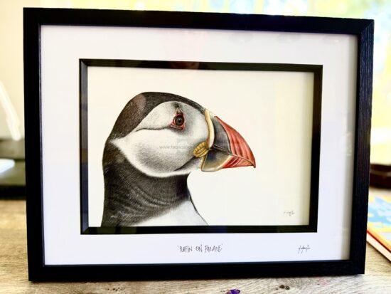 Puffin On Parade