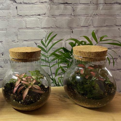 srf miniature garden terrarium
this product is click and collect only not for shipping
creative <strong>terrarium</strong> bringing the beauty of the forest to your urban space
this miniature ecosystem is mostly self sustaining you can enjoy this bottled garden for years to come
<ul>
<li>place it in a bright room away from direct sun and heat sources</li>
<li>keep an eye on watering specially in summer months misting only if the soil is dry and there is no condensation on the walls this might be once in weeks or less</li>
<li>remove dead or rotting leaves</li>
<li>keep the glass clean</li>
</ul>
why terrariums
<ul>
<li>extremely easy to care for</li>
<li>not very fussy with lighting conditions</li>
<li>take very little space</li>
<li>very hard to kill unlike other houseplants </li>
<li>they dont die when you go on holiday</li>
<li>why they look absolutely gorgeous </li>
</ul>
they make the perfect gift for any occasion whether its a birthday anniversary or just to show your love
go on and make someones day with a very special and unique gift
or why not just treat yourself