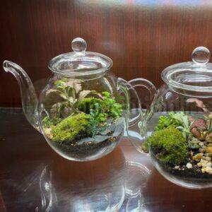 Teapot Terrarium
