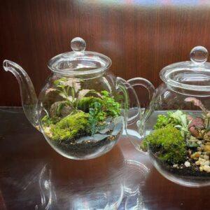Teapot Terrarium