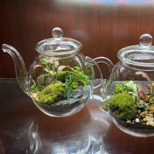 teapot tall terrarium
this product is click and collect only not for shipping
creative <strong>terrarium</strong> bringing the beauty of the forest to your urban space
this miniature ecosystem is mostly self sustaining you can enjoy this bottled garden for years to come
<ul>
<li>place it in a bright room away from direct sun and heat sources</li>
<li>keep an eye on watering specially in summer months misting only if the soil is dry and there is no condensation on the walls this might be once in weeks or less</li>
<li>remove dead or rotting leaves</li>
<li>keep the glass clean</li>
</ul>
why terrariums
<ul>
<li>extremely easy to care for</li>
<li>not very fussy with lighting conditions</li>
<li>take very little space</li>
<li>very hard to kill unlike other houseplants </li>
<li>they dont die when you go on holiday</li>
<li>why they look absolutely gorgeous </li>
</ul>
they make the perfect gift for any occasion whether its a birthday anniversary or just to show your love
go on and make someones day with a very special and unique gift
or why not just treat yourself