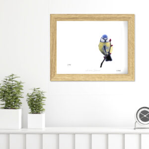 "A Fine Balance" -Blue Tit