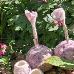 Pixie cup lichen