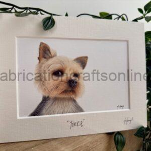 Yorkie