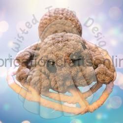 Hamster-shaped cookie covered in cinnamon sugar, perched on a ring of crackers against a blue bokeh background.